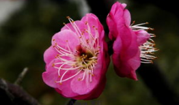 红梅花,冬日里的坚韧与美丽